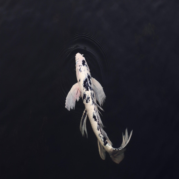 koi breeder portrait