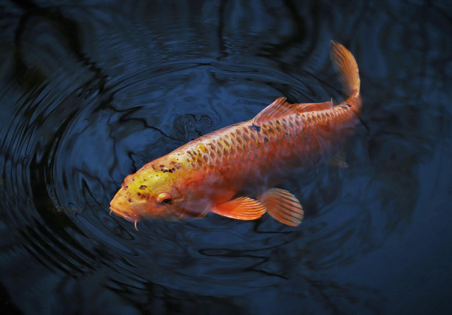 koi fish colorful closeup